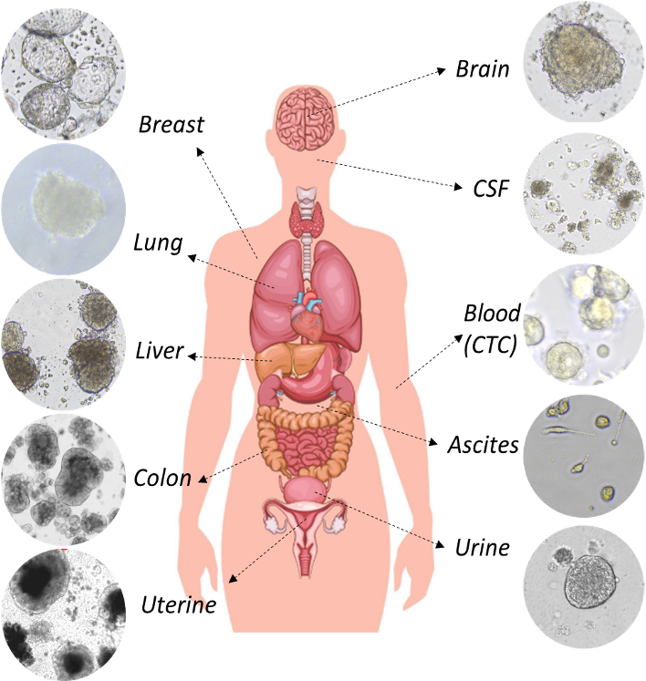 Organoids